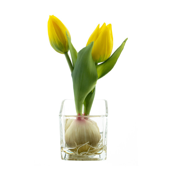 Kunstpflanze Tulpen Sally im Glas, 2 Tulpen gelb im Glastopf, 19cm