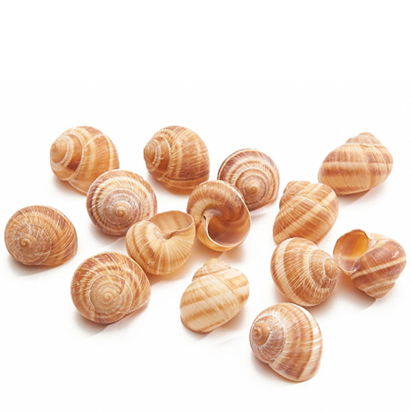 Natur Schneckenhäuser, Weinbergschnecke, 25 St/Pack