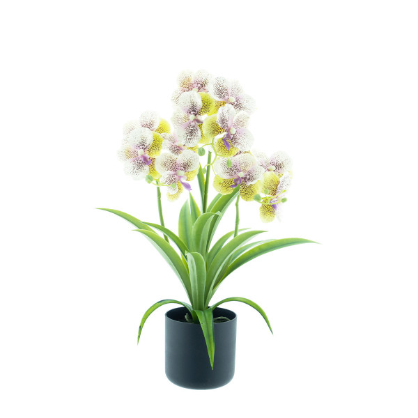Kunstpflanze Orchidee im Topf, Phalaenopsis cream, 50cm, getopft