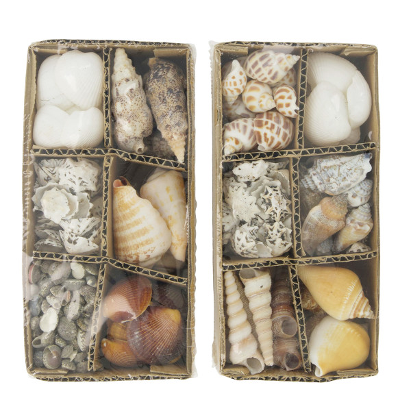 Natur Muscheln in der Box, verschiedene Muschelsorten in der 400gr Box, DIJK Natural Collections